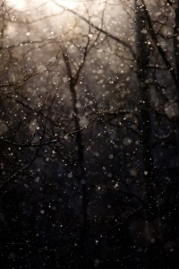 rain in the woods2